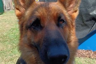 Hledá se fenka německého ovčáka